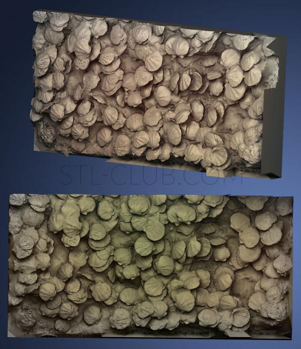3D мадэль Ископаемая морская раковина (STL)